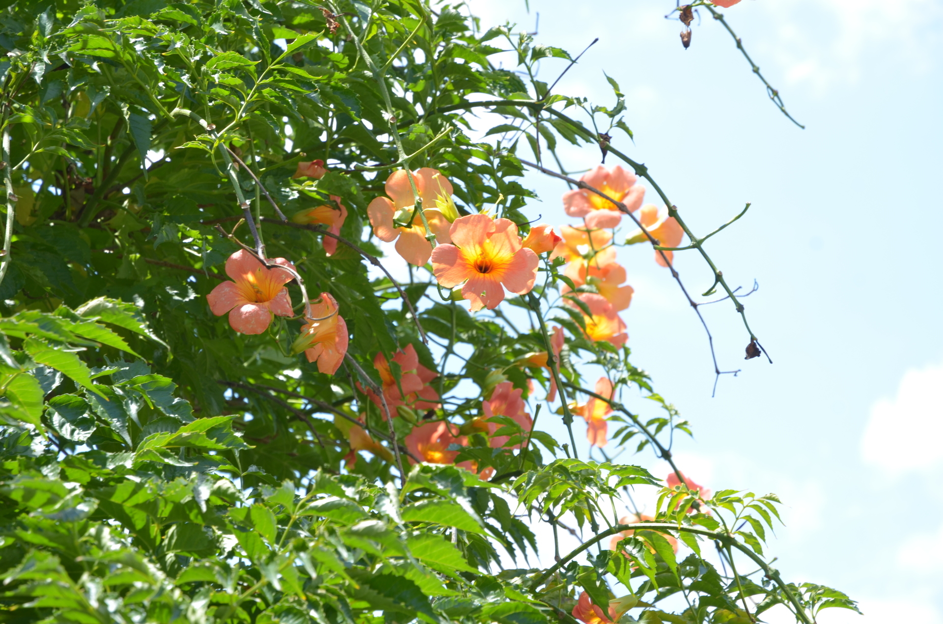 ノウゼンカズラ 草花散歩