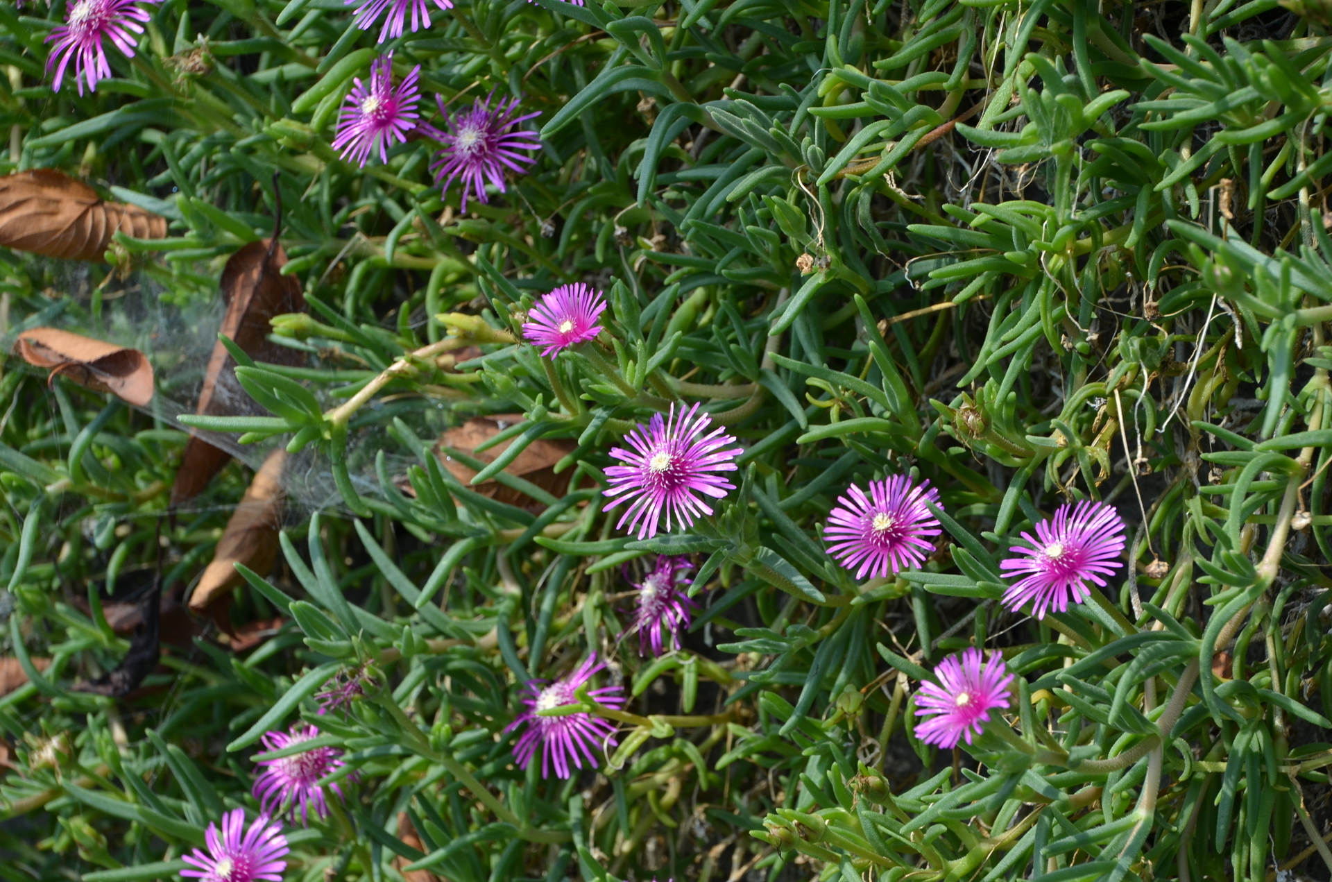 マツバギク 散歩で見つけた草花